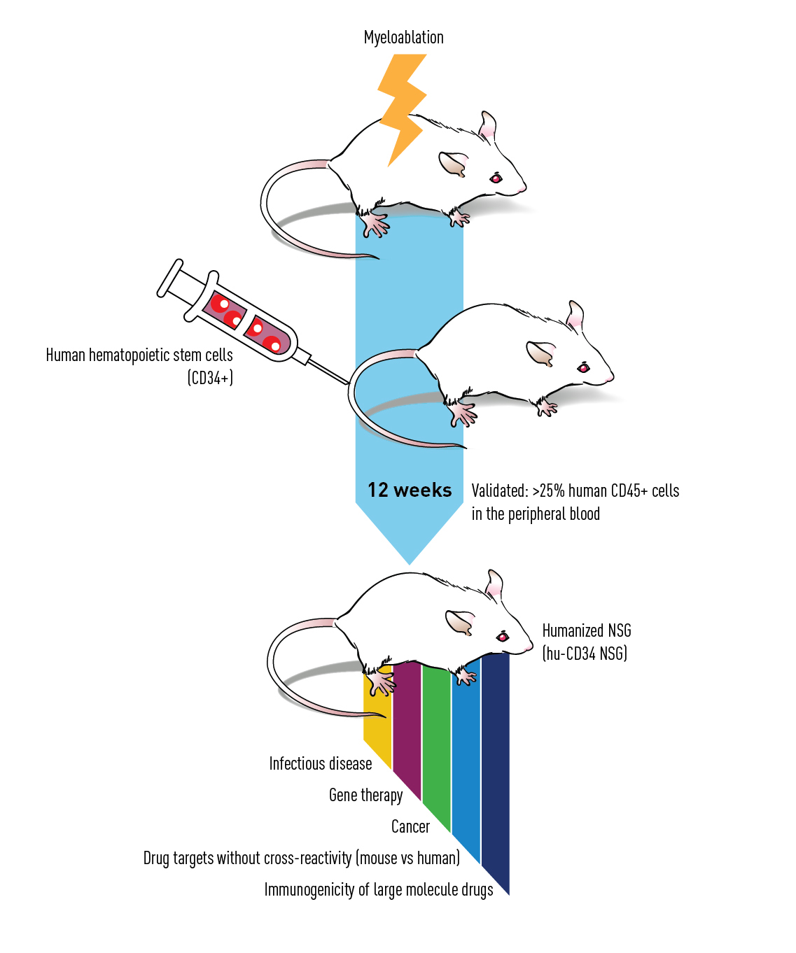 CD34 humanization process